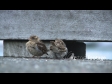 Sparrows 1 1136